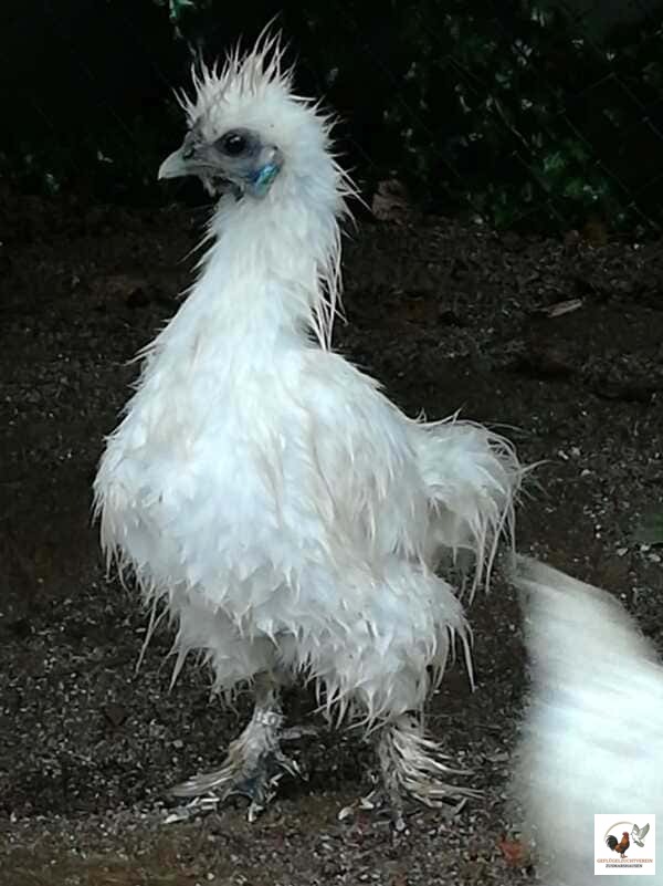 Zwergseidenhuhn im Regen.jpg